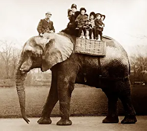 Jumbo: Jumbo the elephant
