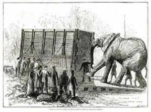 Dec17: Jumbo the elephant: his attempted removal 1882