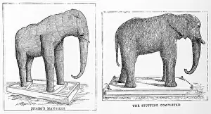 Taxidermy: Jumbo the elephant stuffed