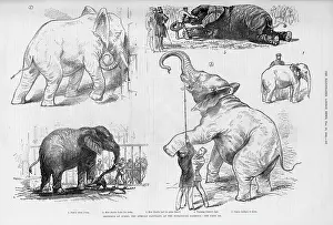 Dec17: Jumbo the elephant in his younger days