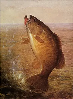 Goodwin: Jumping Bass on Line