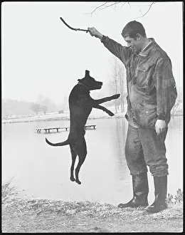 Wellies: JUMPING DOG AND STICK