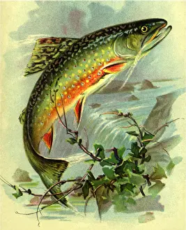 Trout: Jumping Fish