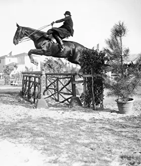 Remo: Show jumping horse