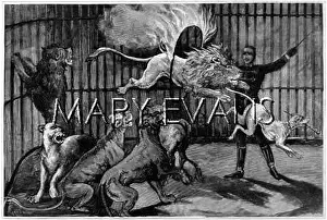 Circo: JUMPING LION
