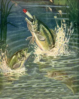 Hooks: Jumping for Lure
