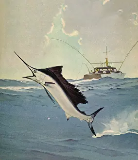 Marlin: Jumping Marlin