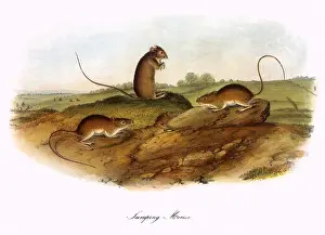 Mice: Jumping Mice