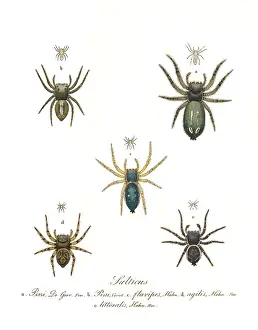 Hahn: Jumping Spiders