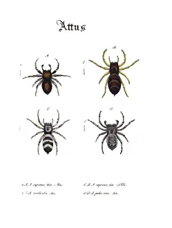 Hahn: Jumping Spiders