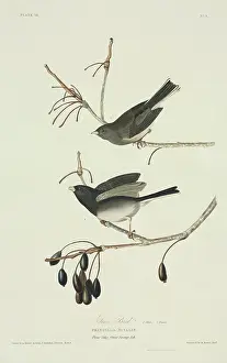 Fraxinus: Junco hyemalis, dark-eyed junco