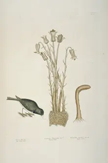Catesby: Junco hyemalis, dark-eyed junco