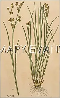 Juncus: JUNCUS LAMPROCARPUS
