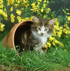 Flowerpot: June Kitten and Broom Flowers