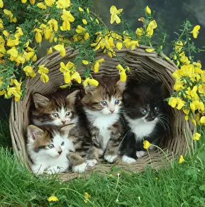 Janes: June Kittens and Broom Flowers