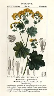 Glandulosa: Jungia paniculata