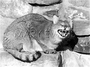Yowling: Jungle cat(also known as a Reed or Swamp Cat)