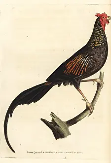 Elford: Jungle cock or Indian pheasant, Phasianus indicus