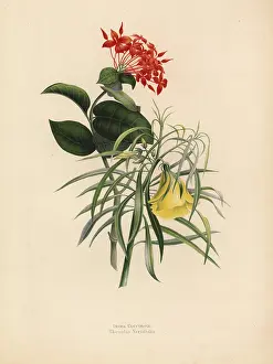 Coccinea: Jungle geranium and yellow oleander
