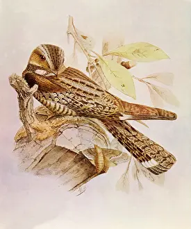Indicus: Jungle Nightjar, Caprimulgus indicus