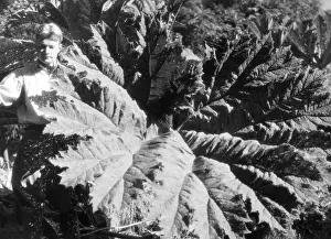 Rhubarb: JUNGLE RHUBARB