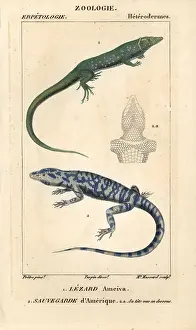 Tupinambis: Jungle-runner, Ameiva ameiva, and tegu, Tupinambis teguixin
