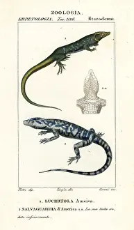 Newt: Jungle runner and golden tegu