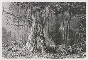 Achille: JUNGLE SCENE, NEW GUINEA