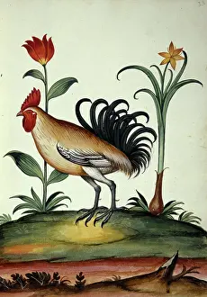 Mimosa: Junglefowl