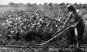 Pour: Jungmaedel working in the field, 1940