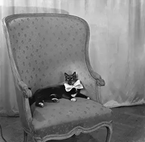 Junior the cat