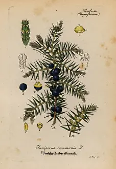Juniper: Juniper, Juniperus communis