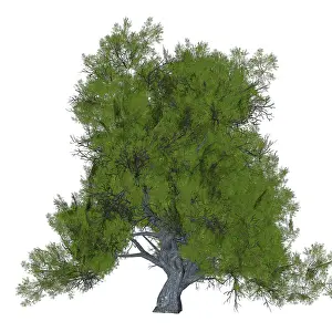 Slanted: Juniper plant on white background