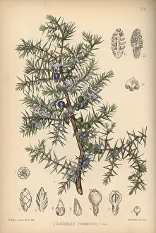 Juniper: Juniper tree, Juniperus communis
