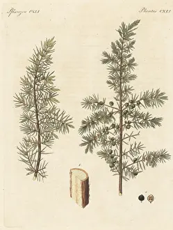 Engraved Plates: Juniper tree, Juniperus communis