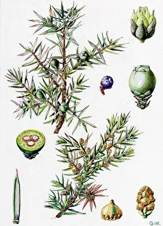 Cupressaceae: Juniperus communis