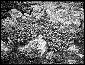 Cupressaceae: Juniperus Communis (Common Juniper)