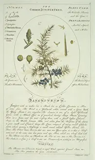 Cupressaceae: Juniperus communis, juniper