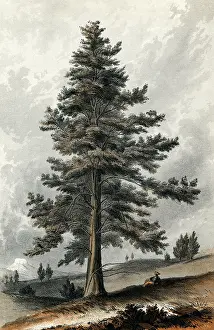 Notably: JUNIPERUS OCCIDENTALIS