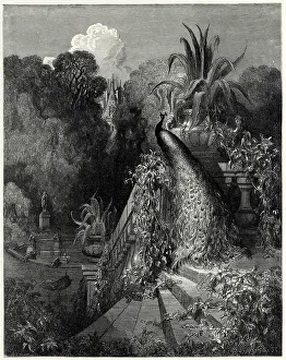 Juno: Juno - the Peacock