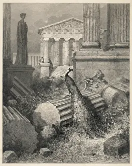 Juno: Juno and the Peacock