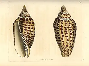 Volute: Junonia or Juno's volute, Scaphella junonia