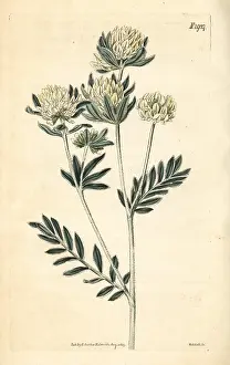 Anthyllis: Jupiter's beard, Anthyllis barba-jovis