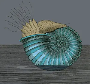 Cephalopod: Jurassic Ammonite