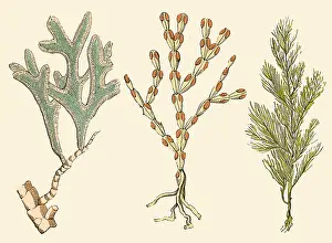 Paleontological: Jurassic Bryozoans, Illustration