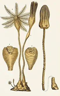 Paleontological: Jurassic Crinoids, Illustration