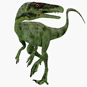Starki: Juravenator dinosaur