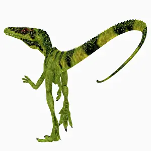 Starki: Juravenator dinosaur, rear view