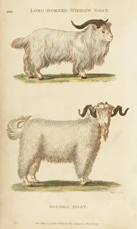 G. Kearsley: Jusas goat and angora goat