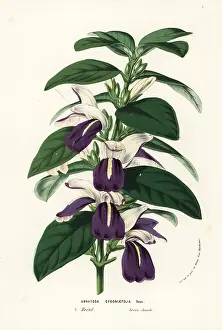 Justicia: Justicia cydoniifolia